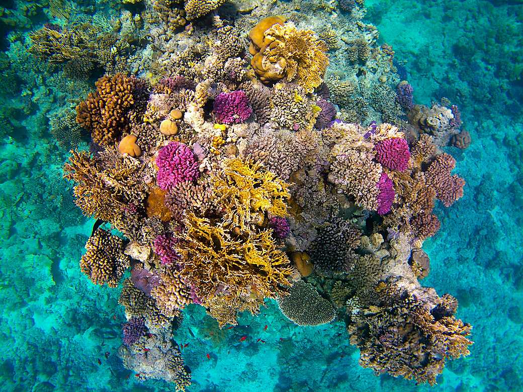 Snorkeler over a turquoise coral reef