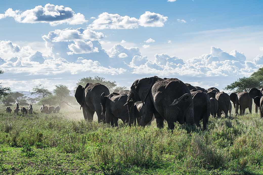 Elephants on the plains of the Serengeti